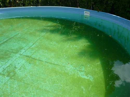 algen-bekaempfen-im-pool